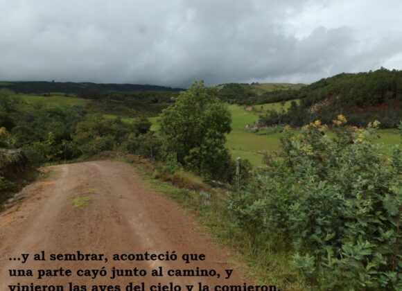 ¿Cómo preparar un terreno para la siembra?