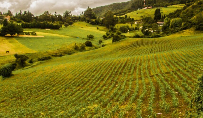 ¿Cómo preparar un terreno para la siembra?