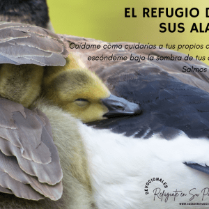 Un Refugio ¡Sus Alas!